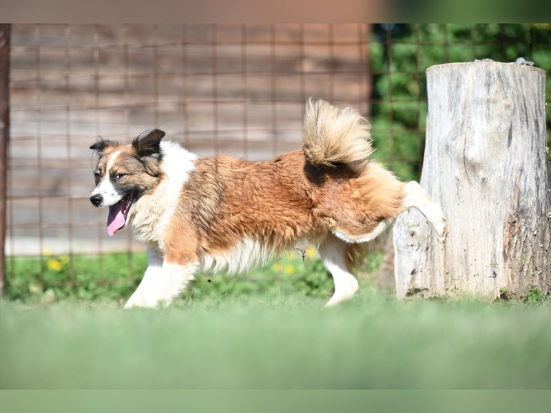 Sand - Australian Sheperd Mischling