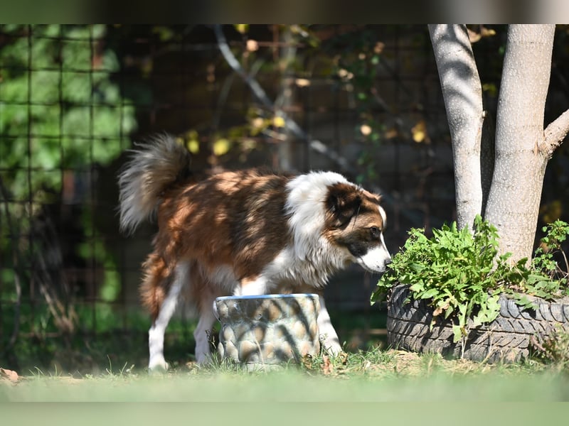 Sand - Australian Sheperd Mischling
