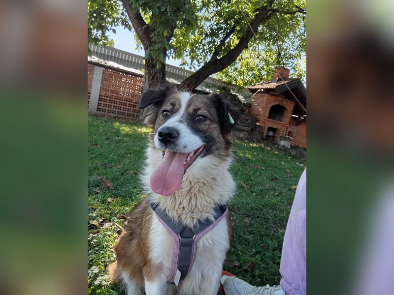 Sand - Australian Sheperd Mischling