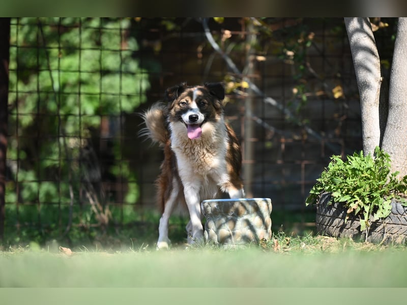 Sand - Australian Sheperd Mischling