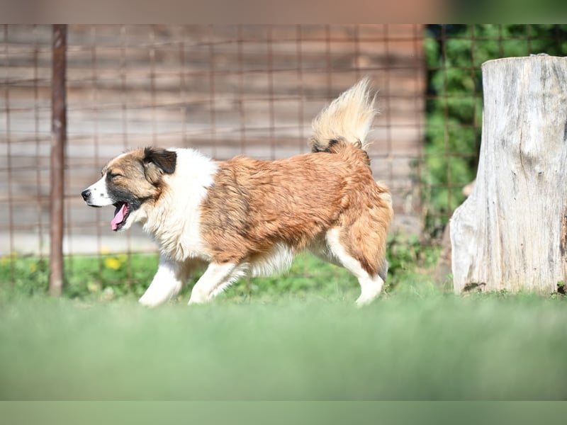 Sand - Australian Sheperd Mischling