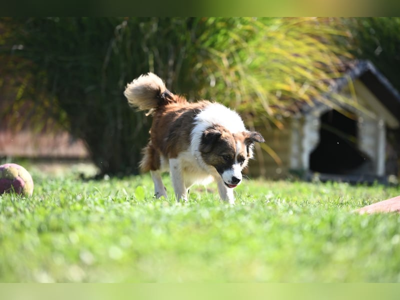 Sand - Australian Sheperd Mischling
