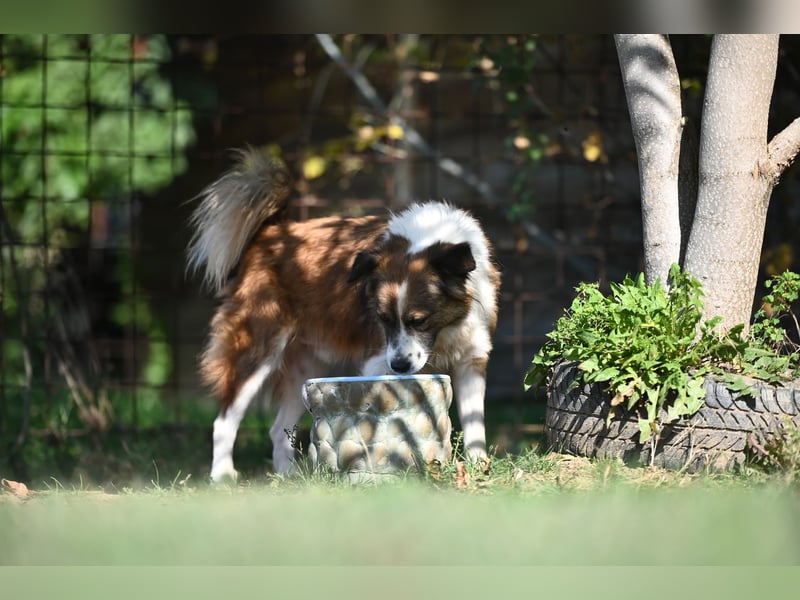 Sand - Australian Sheperd Mischling