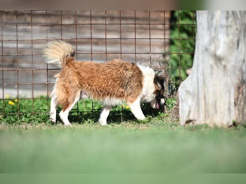 Sand - Australian Sheperd Mischling
