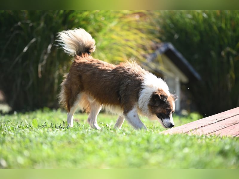 Sand - Australian Sheperd Mischling