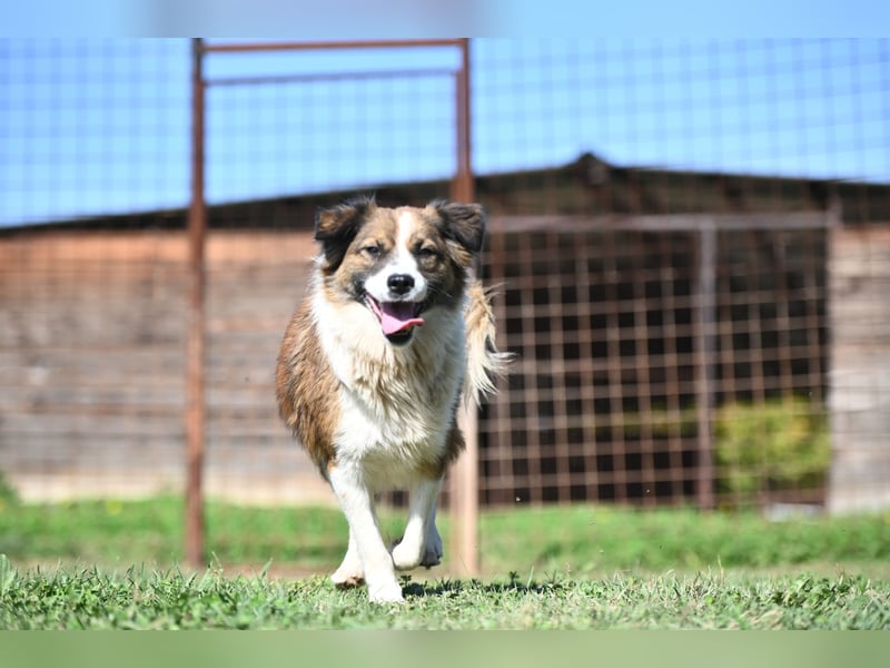 Sand - Australian Sheperd Mischling