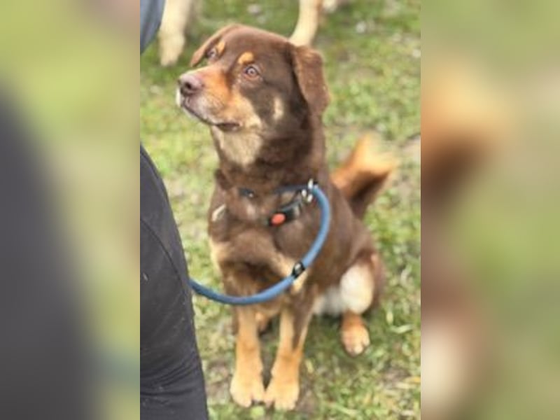 Australien Shepherdmischling Barney steht voll im Leben und sucht eine Familie