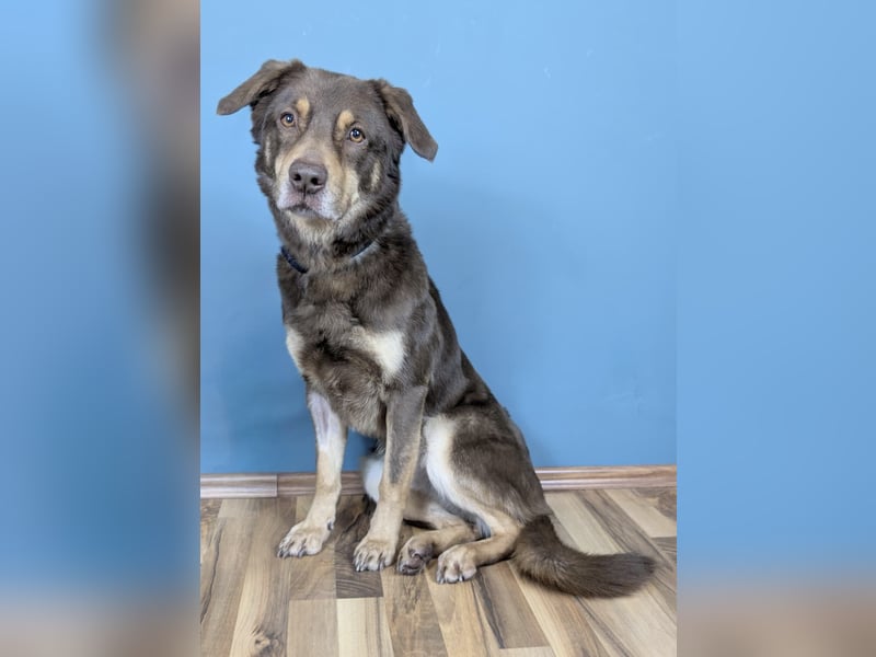 Australien Shepherdmischling Barney ist ein freundlicher, gelehriger Herzensbrecher