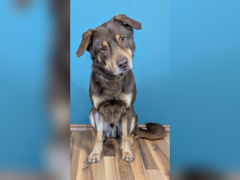 Australien Shepherdmischling Barney ist ein freundlicher, gelehriger Herzensbrecher