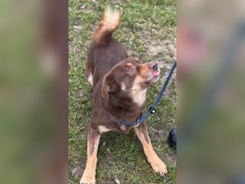 Australien Shepherdmischling Barney steht voll im Leben und sucht eine Familie