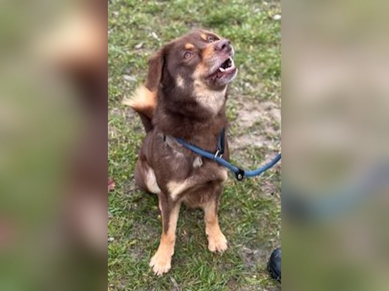 Australien Shepherdmischling Barney steht voll im Leben und sucht eine Familie