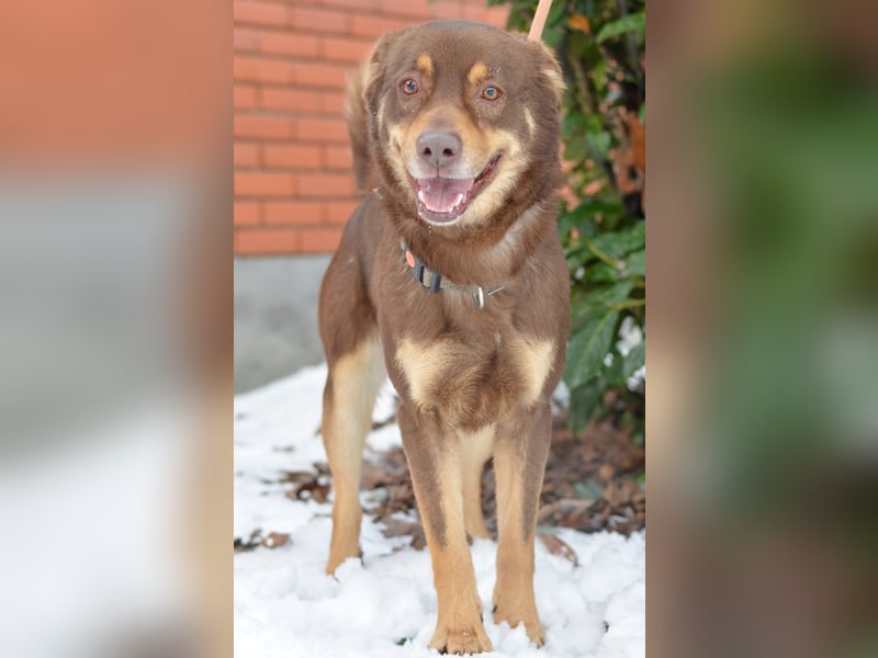 Australien Shepherdmischling Barney steht voll im Leben und sucht eine Familie