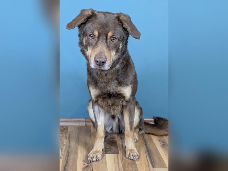 Australien Shepherdmischling Barney ist ein freundlicher, gelehriger Herzensbrecher