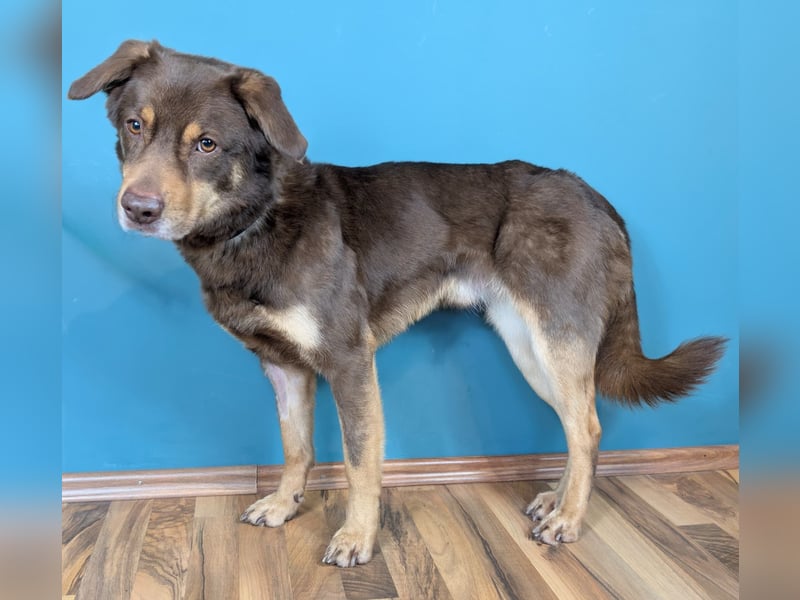 Australien Shepherdmischling Barney ist ein freundlicher, gelehriger Herzensbrecher