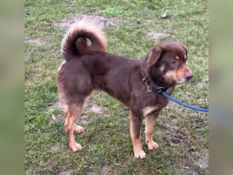 Australien Shepherdmischling Barney steht voll im Leben und sucht eine Familie