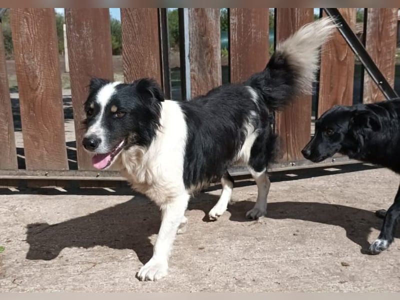Bruno, Australien Shepard Mix Rüde