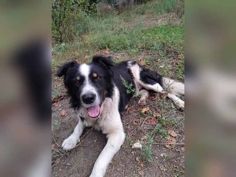 Bruno, Australien Shepard Mix Rüde