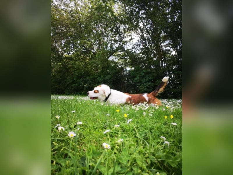 Kaninchen - Australien Shepherd Mix