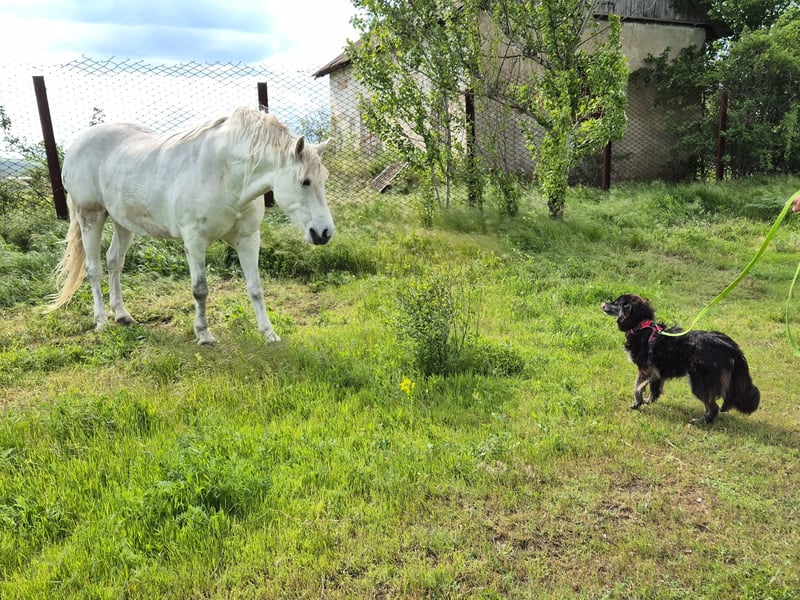 Hübsche Berta sucht ihre Menschen