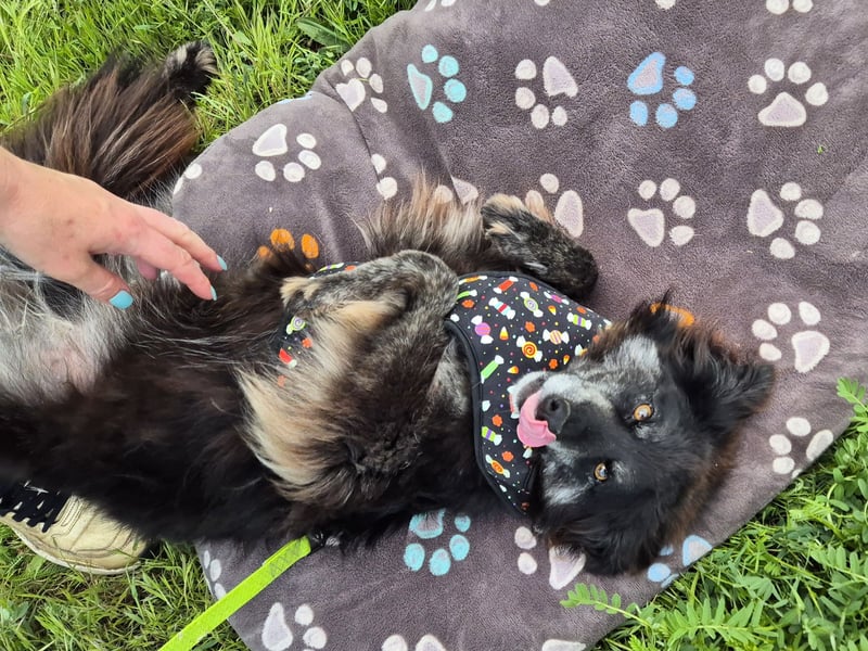 Hübsche Berta sucht ihre Menschen