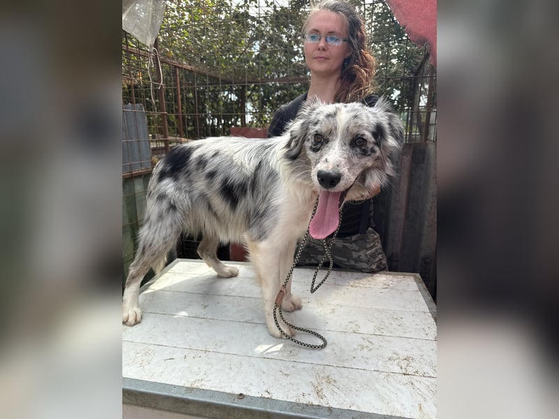 Mona sucht ein Zuhause voller Liebe