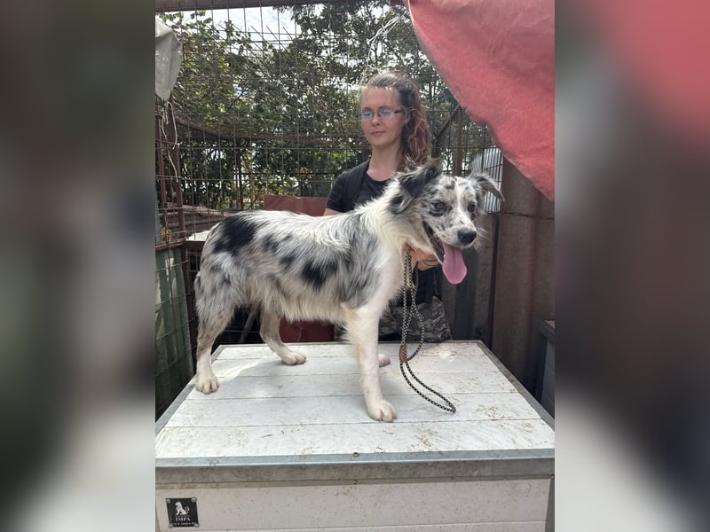 Mona sucht ein Zuhause voller Liebe