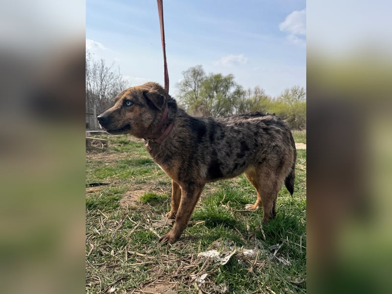 Rezeda wartet auf ihr großes Glück