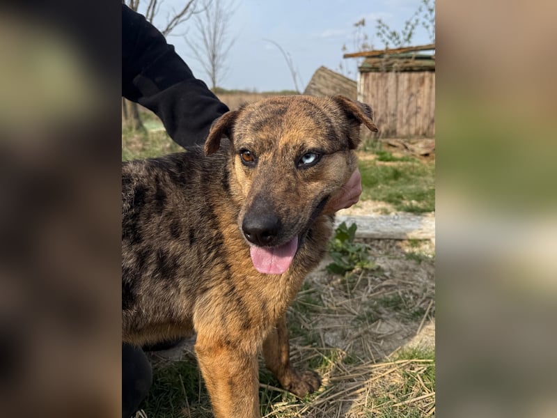 Rezeda wartet auf ihr großes Glück