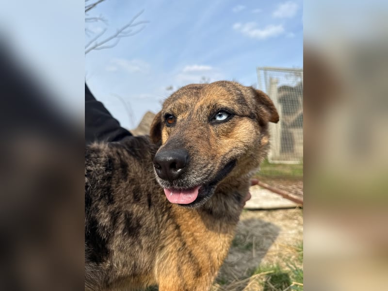 Rezeda wartet auf ihr großes Glück