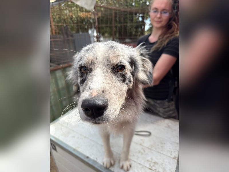 Mona sucht ein Zuhause voller Liebe