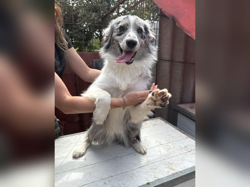 Mona sucht ein Zuhause voller Liebe