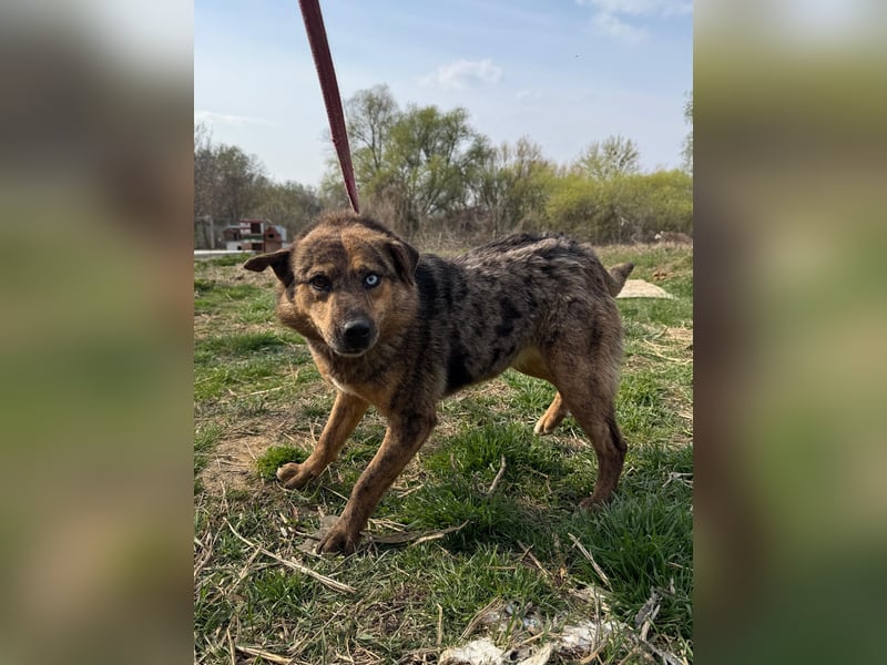 Rezeda wartet auf ihr großes Glück