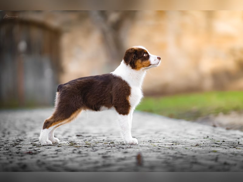 Australian Shepherd Deckrüde – Red Tri – Full Panel genetisch getestet