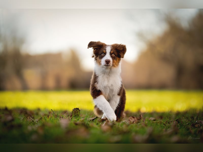 Australian Shepherd Deckrüde – Red Tri – Full Panel genetisch getestet