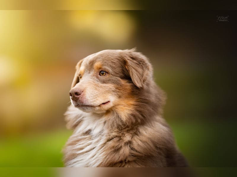 Australian Shepherd Deckrüde – Red Tri – genetisch getestet