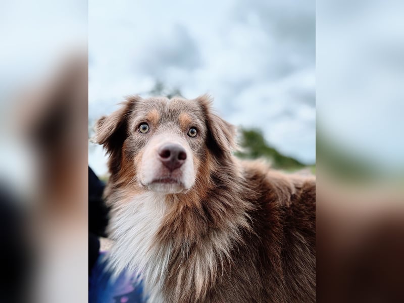 Australian Shepherd Deckrüde – Red Tri – genetisch getestet