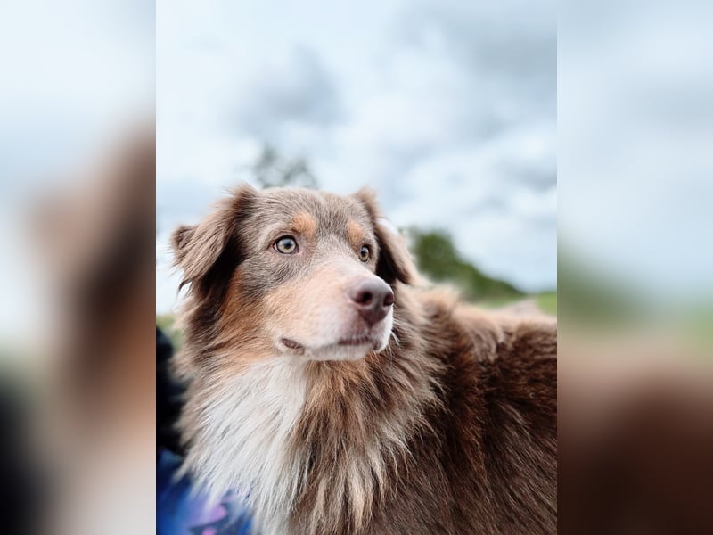 Australian Shepherd Deckrüde – Red Tri – genetisch getestet