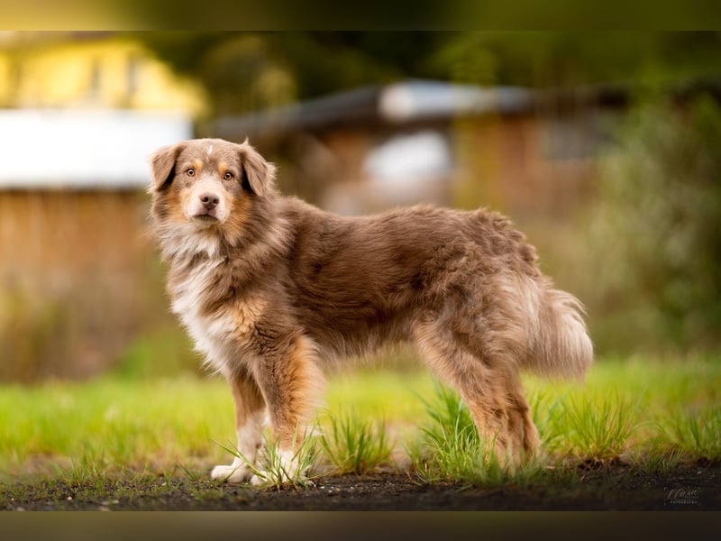 Australian Shepherd Deckrüde – Red Tri – genetisch getestet