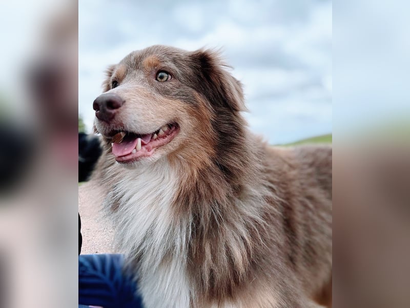 Australian Shepherd Deckrüde – Red Tri – genetisch getestet