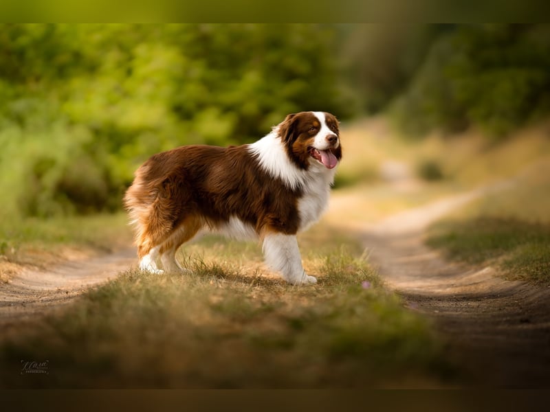 Australian Shepherd Deckrüde – Red Tri – Full Panel genetisch getestet