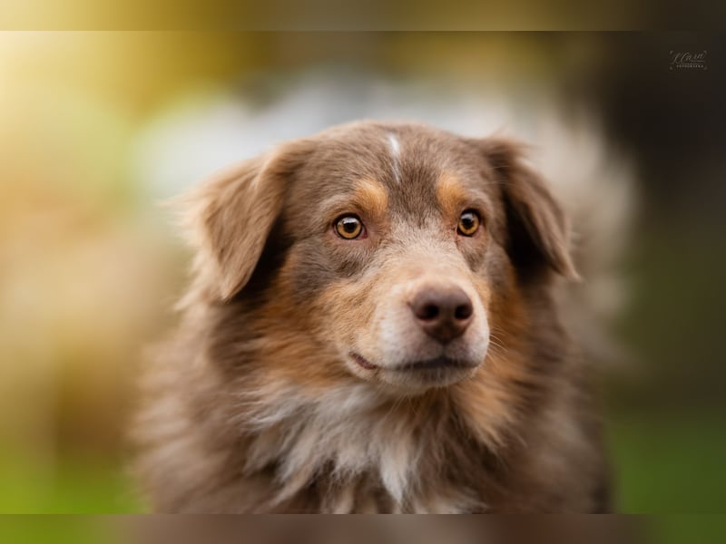 Australian Shepherd Deckrüde – Red Tri – genetisch getestet