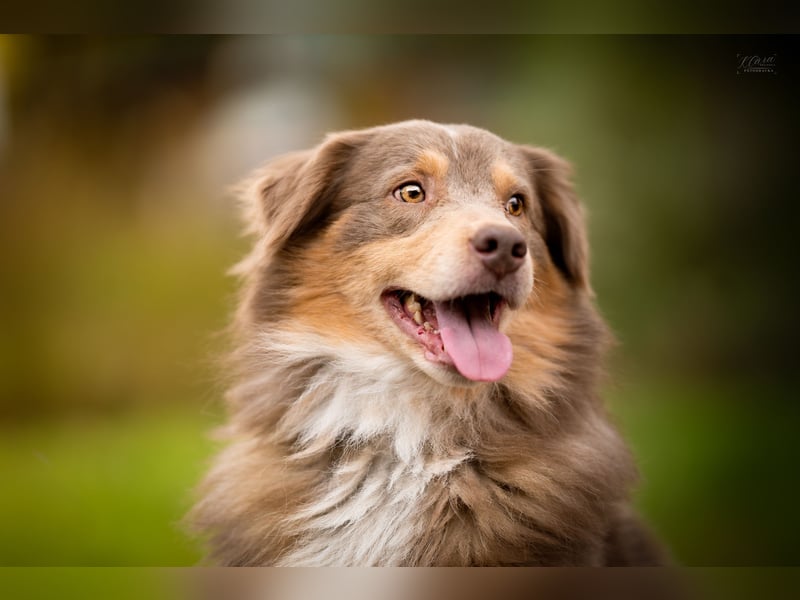 Australian Shepherd Deckrüde – Red Tri – genetisch getestet