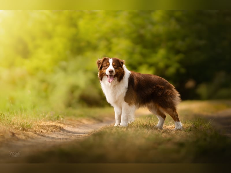 Australian Shepherd Deckrüde – Red Tri – Full Panel genetisch getestet