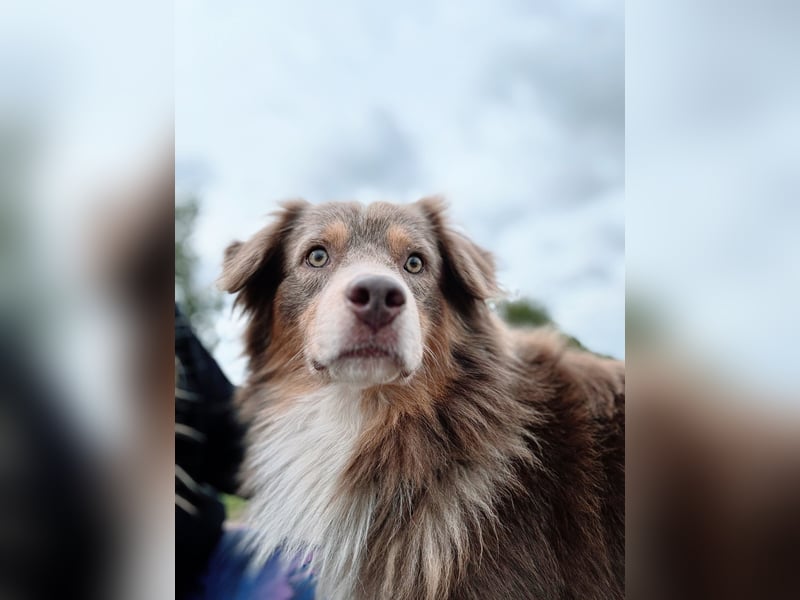Australian Shepherd Deckrüde – Red Tri – genetisch getestet