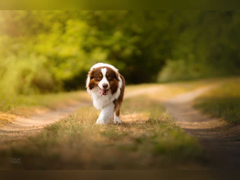Australian Shepherd Deckrüde – Red Tri – Full Panel genetisch getestet
