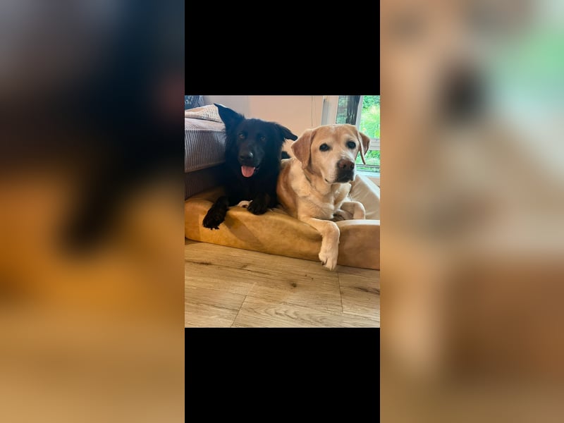 Yaro sucht ein neues Zuhause