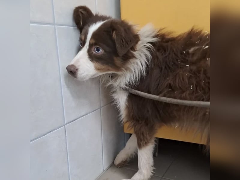 Ned verdient eine Chance
