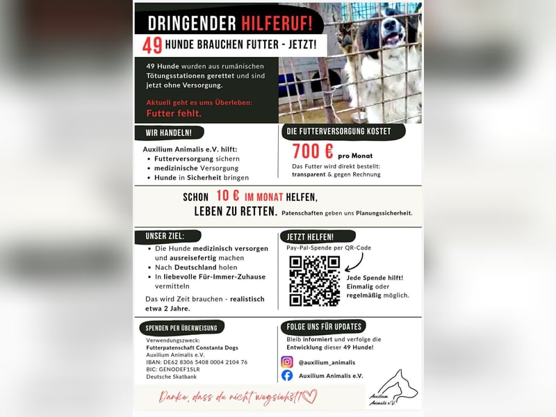 Menschenbezogene , super hübsche Hündin