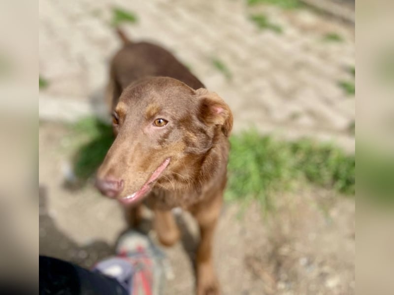Zutraulicher Australian Shepherd ähnlicher Hundejunge, 7Mon., 40 cm