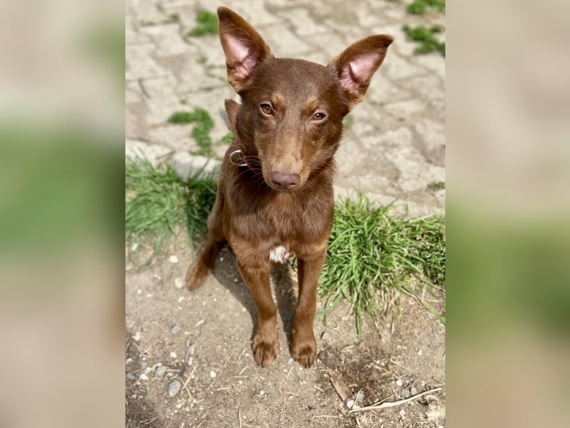 Zutraulicher Australian Shepherd ähnlicher Hundejunge, 7Mon., 40 cm